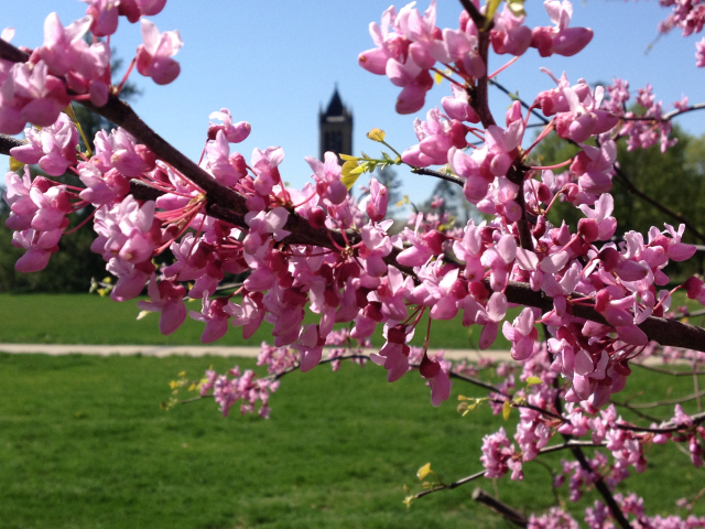 Apple tree blossoms on campus picture