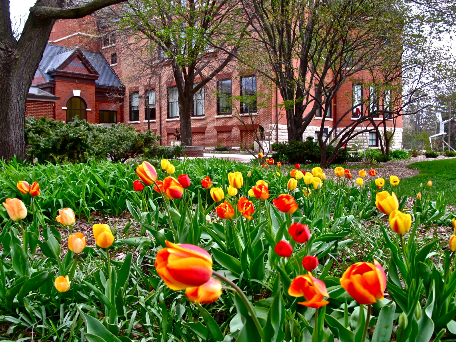Picture of tulips in front of Morrill Hall