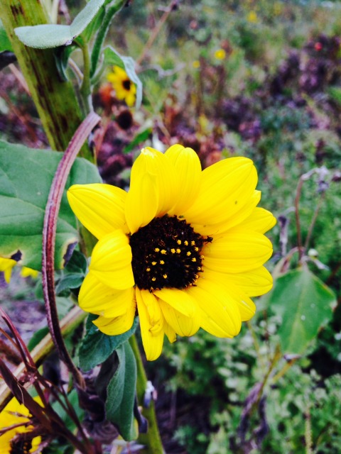 Sunflower picture