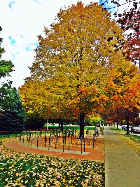 pciture of campus during fall
