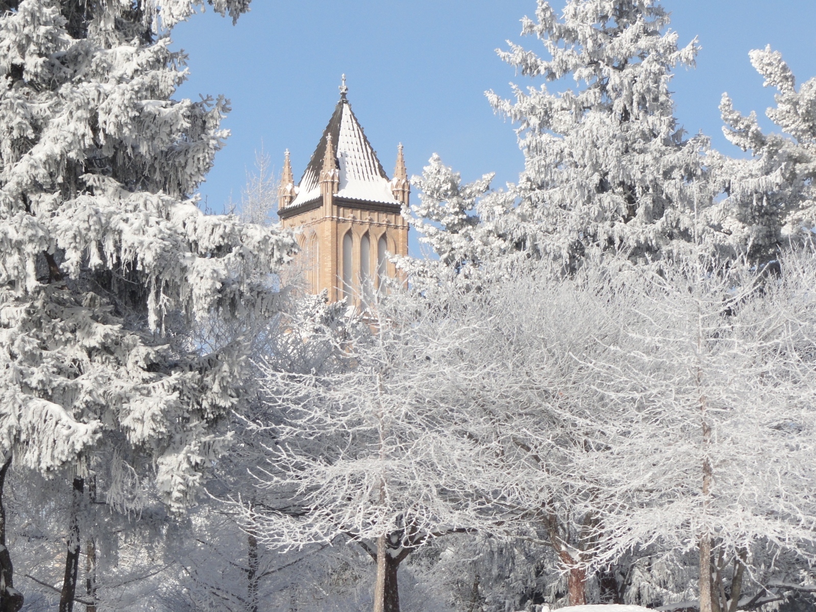 picture of Campanile with trees in winter