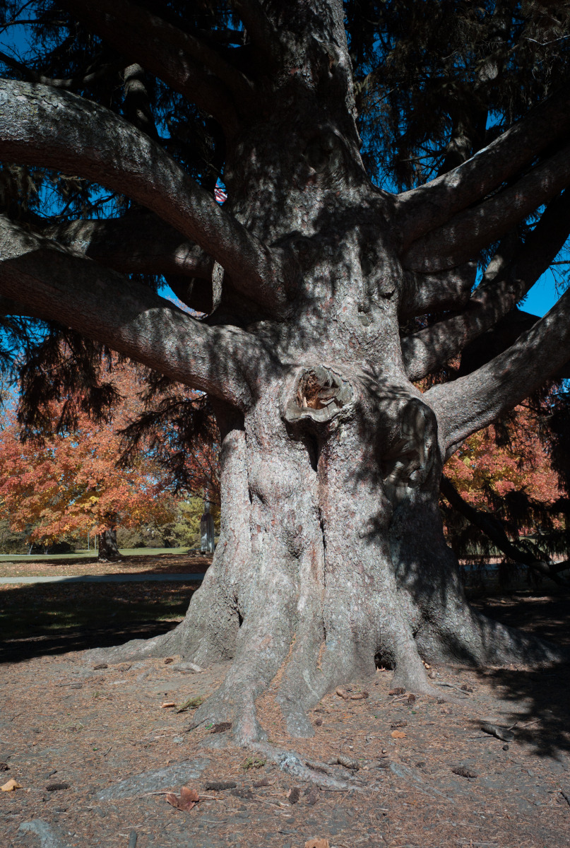Old pine tree on campus picture