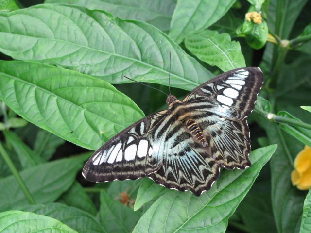 Reiman Gardens butterfly 