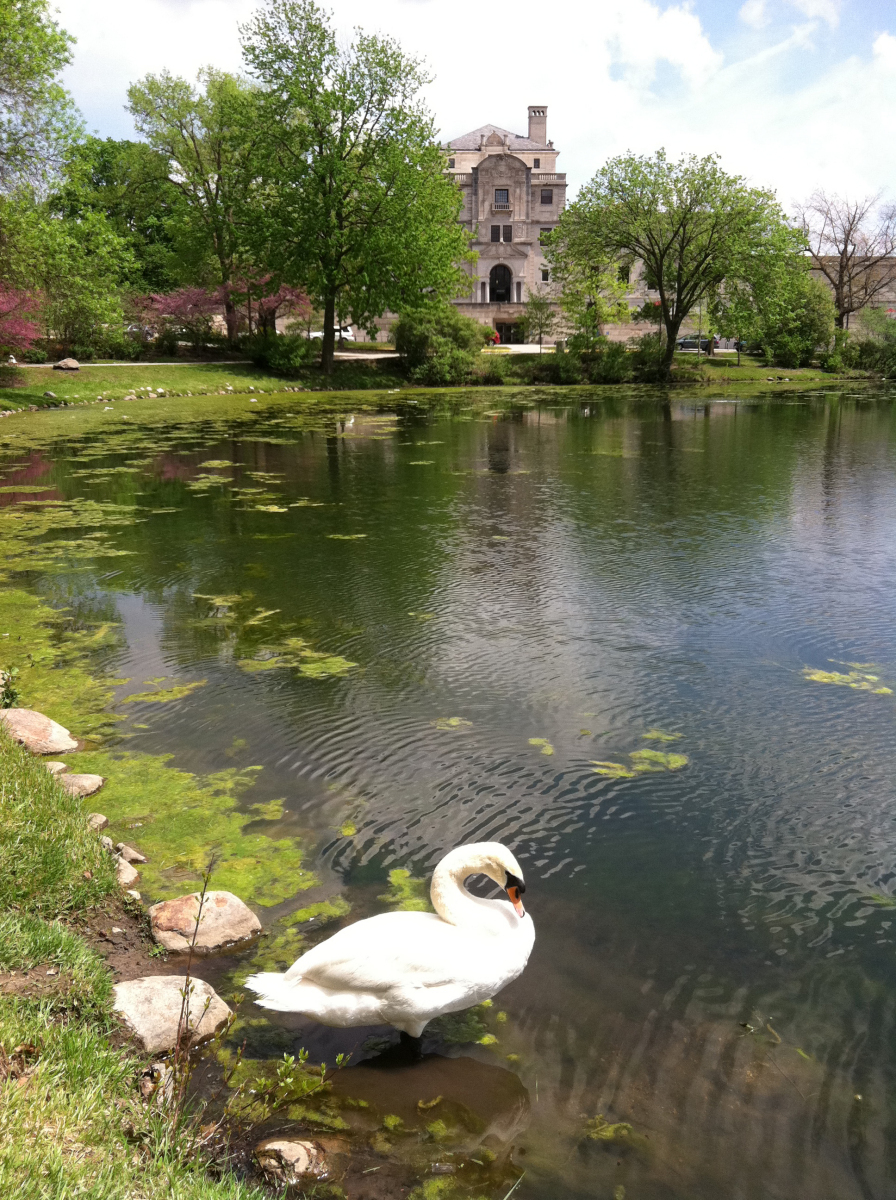 Picture Swan on Lake Laverne